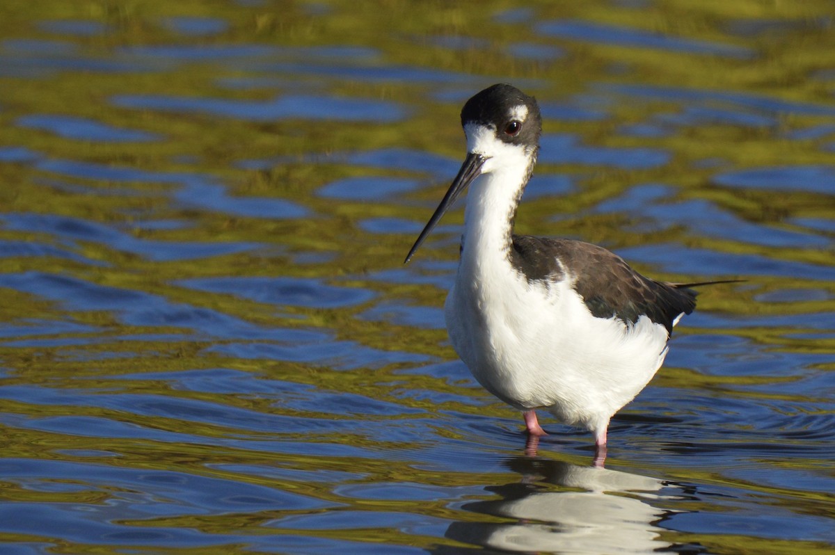 Black-necked Stilt (Hawaiian) - ML624549869