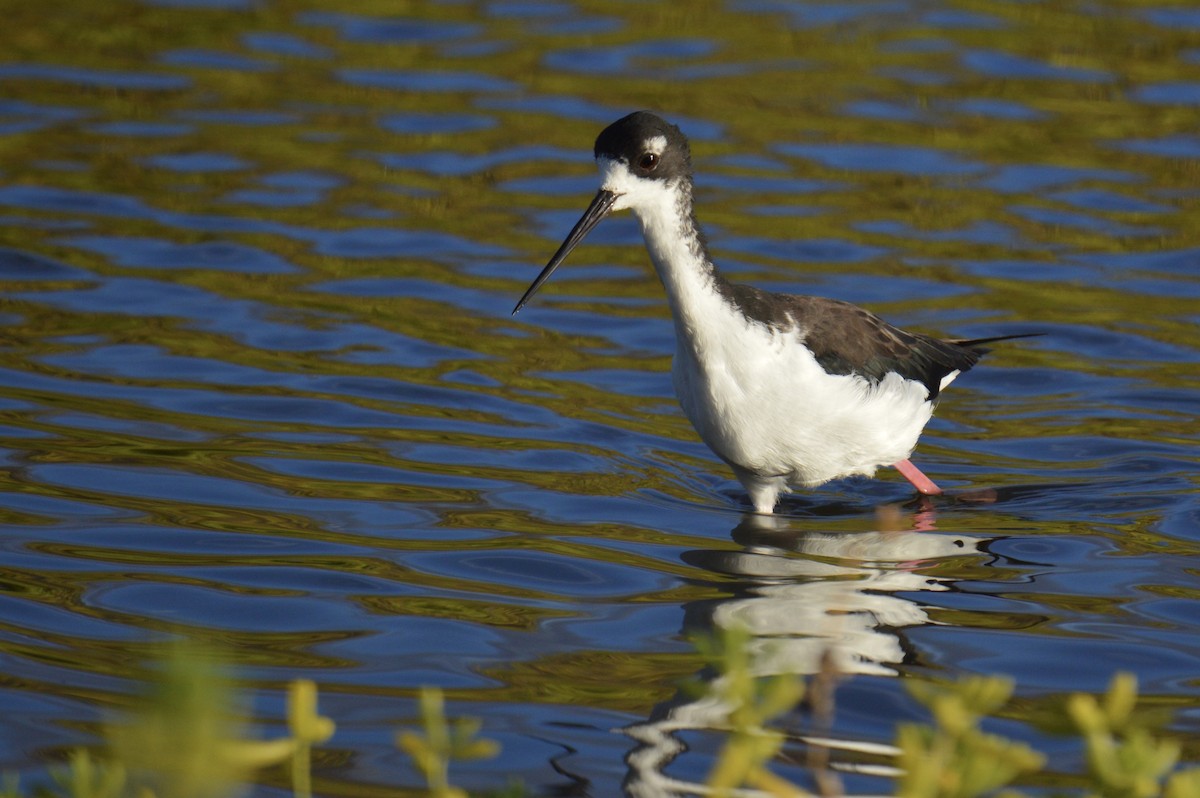 Black-necked Stilt (Hawaiian) - ML624549870