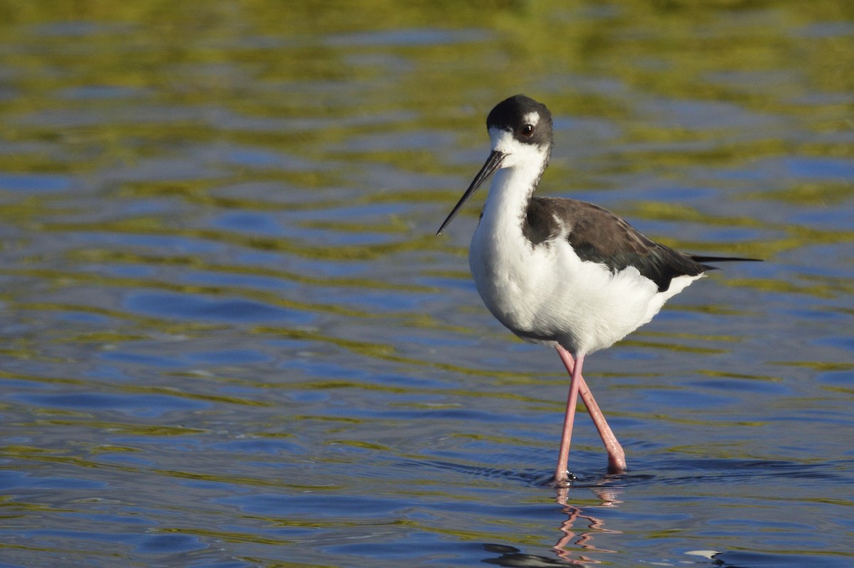 Black-necked Stilt (Hawaiian) - ML624549871