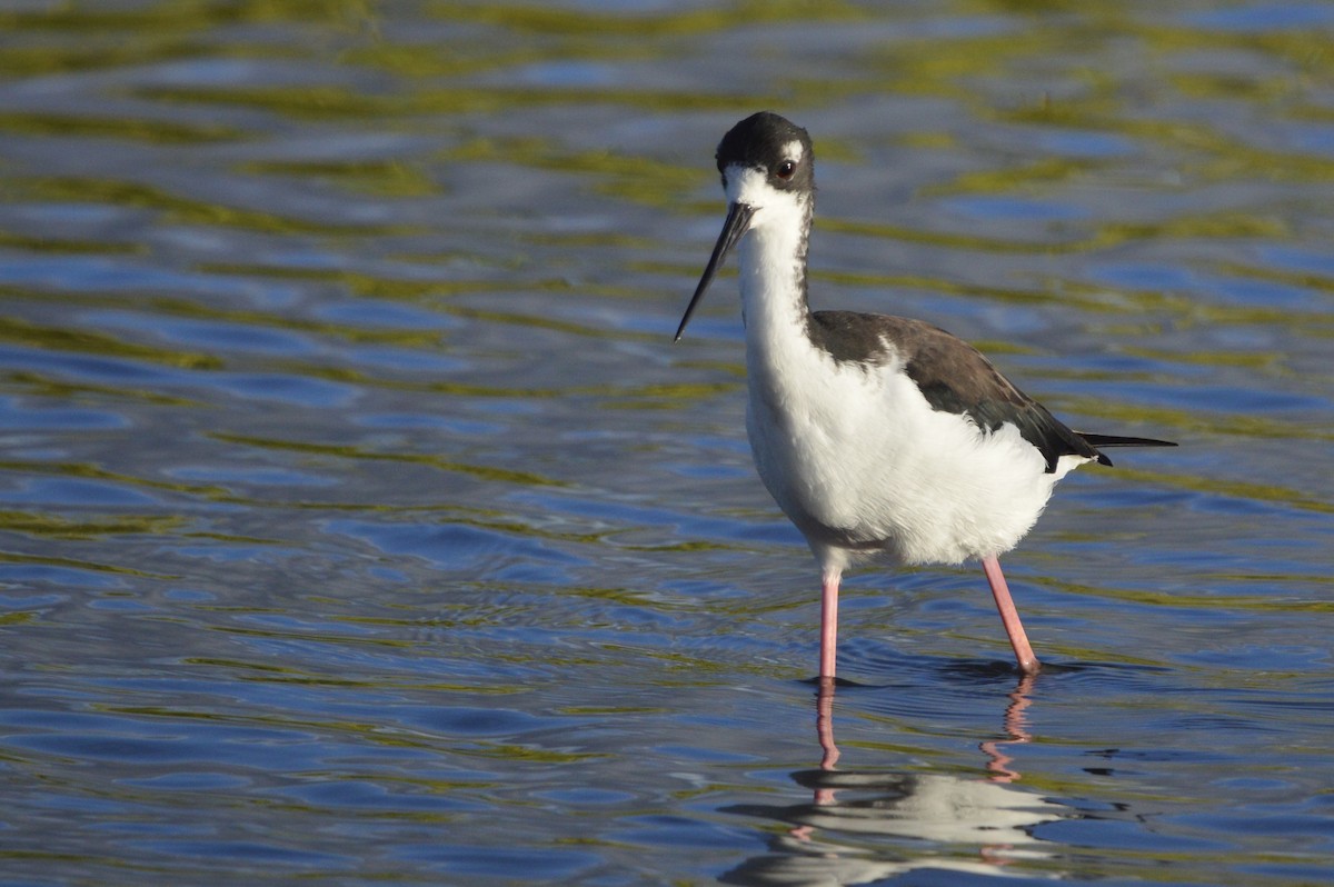 Black-necked Stilt (Hawaiian) - ML624549872