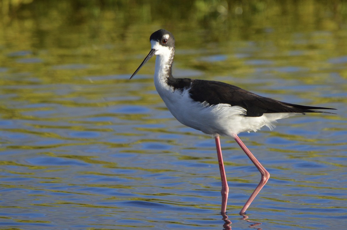 Black-necked Stilt (Hawaiian) - ML624549873