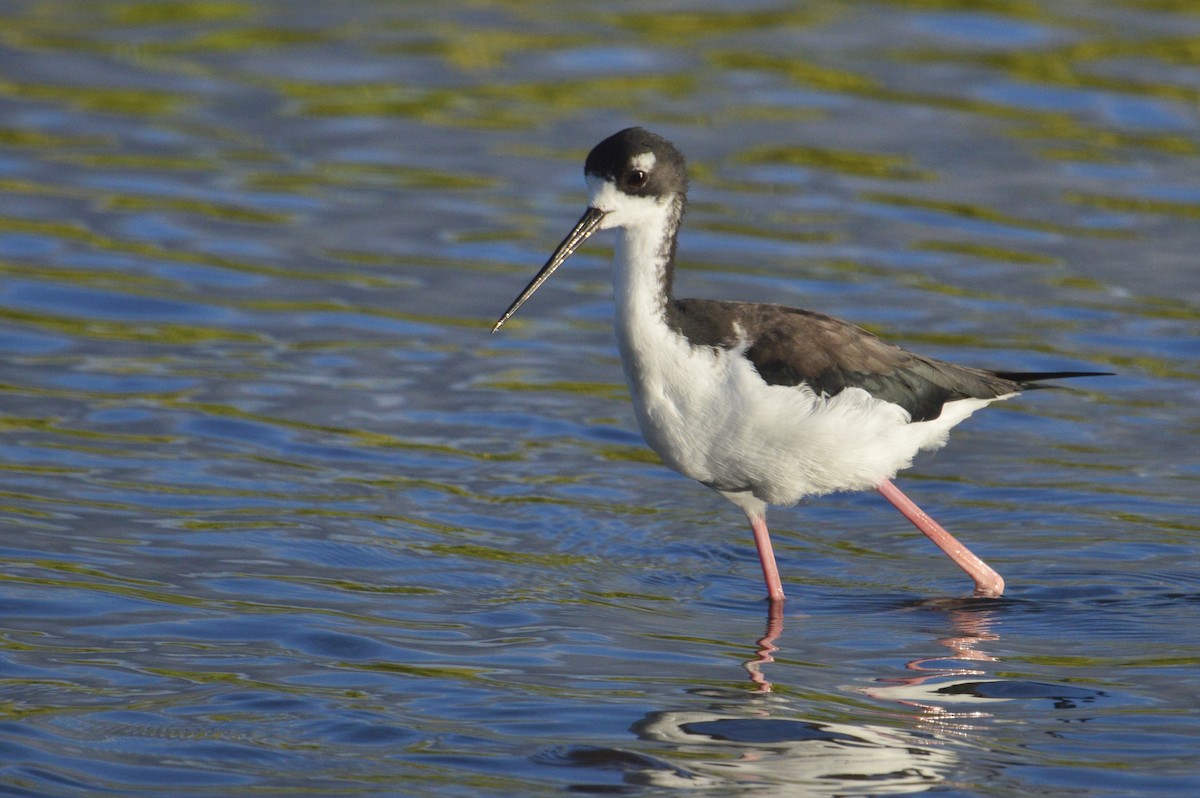 Black-necked Stilt (Hawaiian) - ML624549874