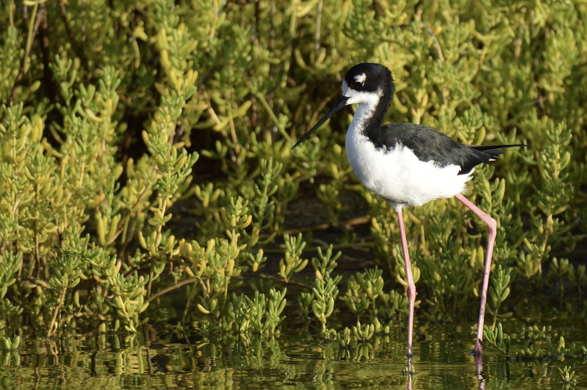 Black-necked Stilt (Hawaiian) - ML624549875