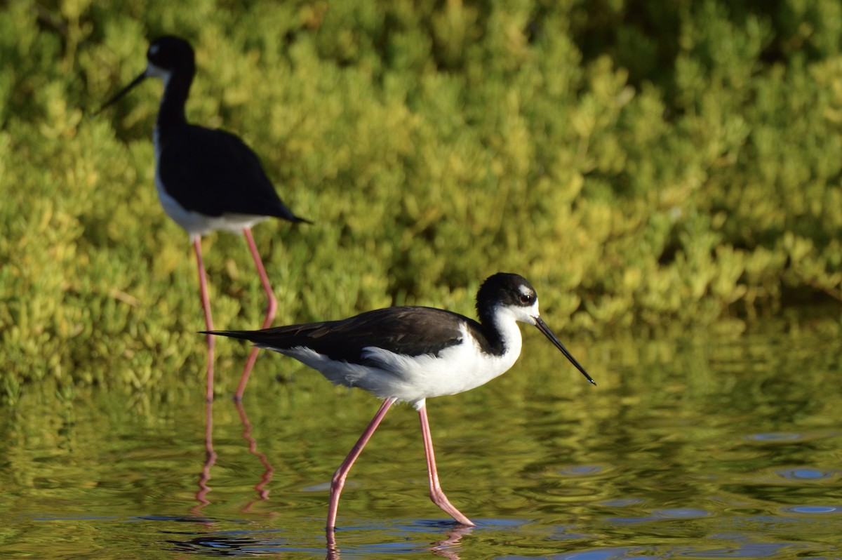 Black-necked Stilt (Hawaiian) - ML624549876