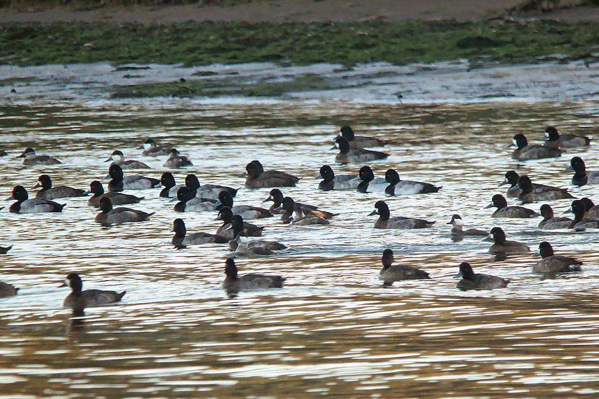 Lesser Scaup - ML624549975