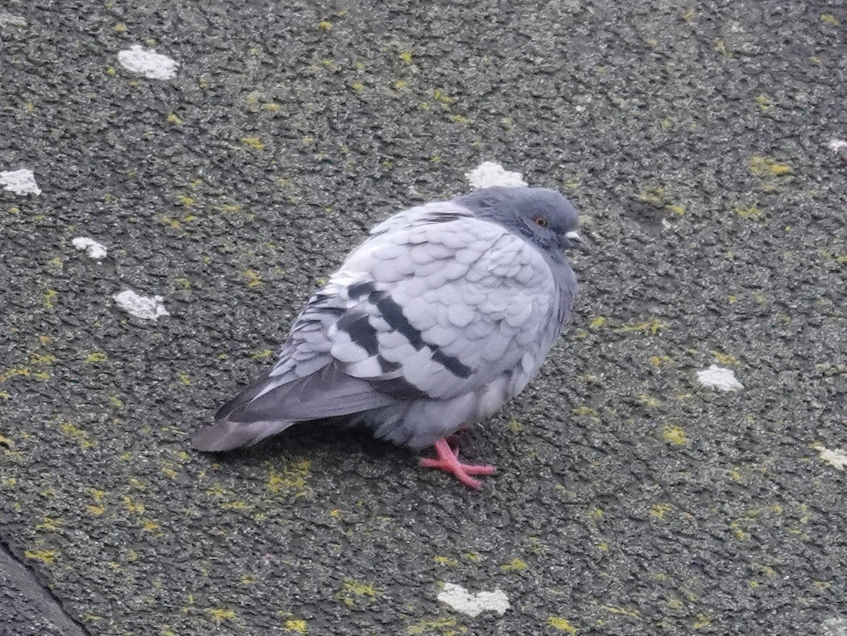 Rock Pigeon (Wild type) - ML624549990