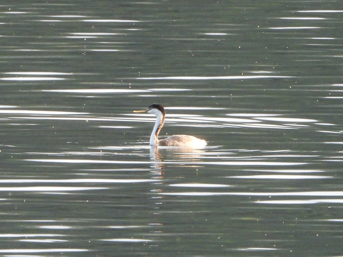 Western Grebe - ML624550004