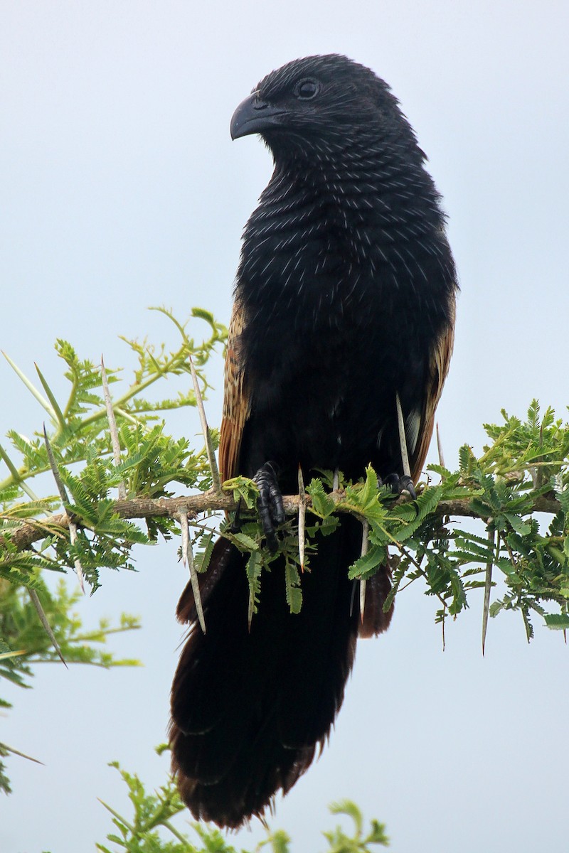 Black Coucal - ML624550024