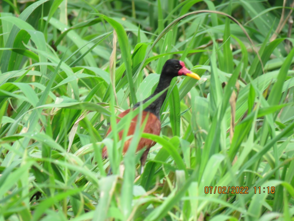 Jacana Suramericana - ML624550077