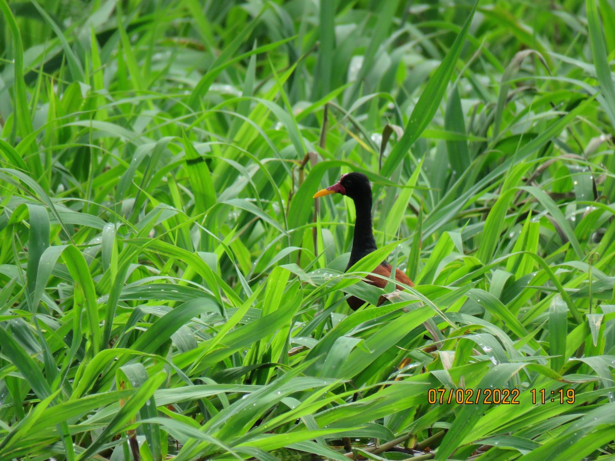 Jacana Suramericana - ML624550078