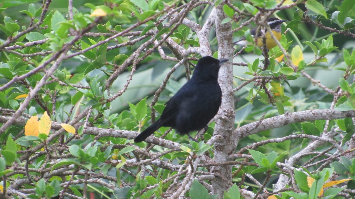 White-lined Tanager - ML624550164