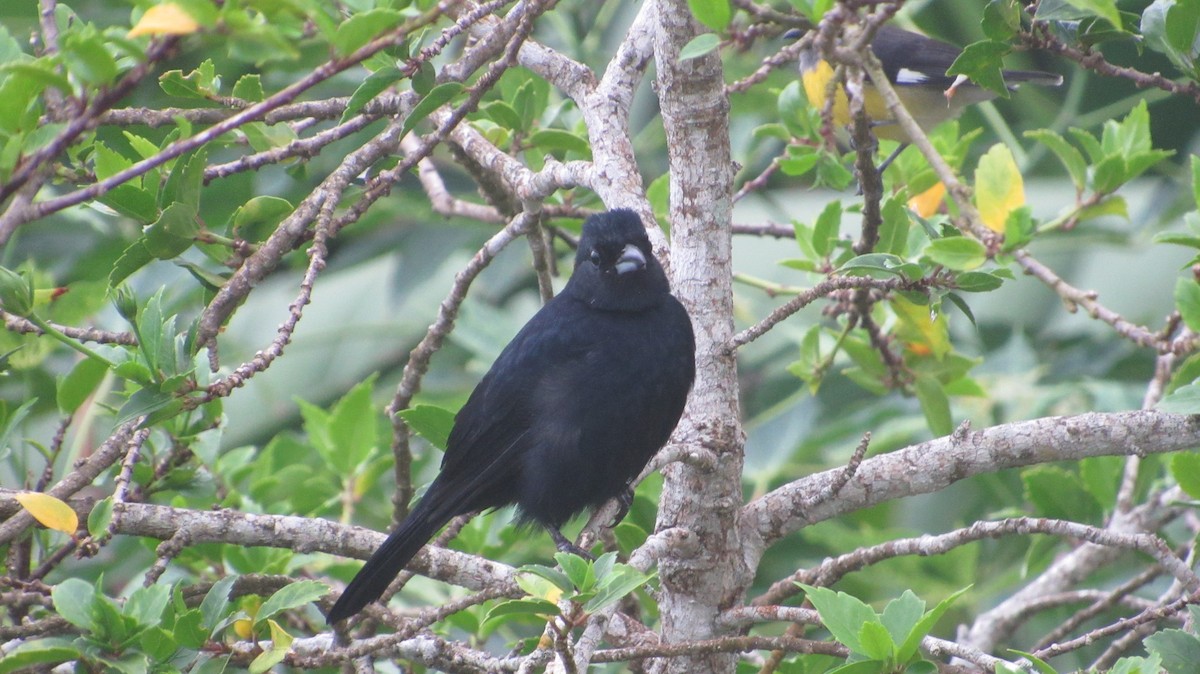 White-lined Tanager - ML624550165