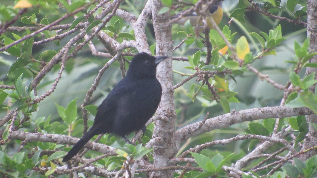 White-lined Tanager - ML624550166