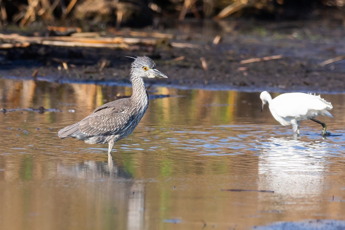 Black-crowned Night Heron - Gerard Cachon