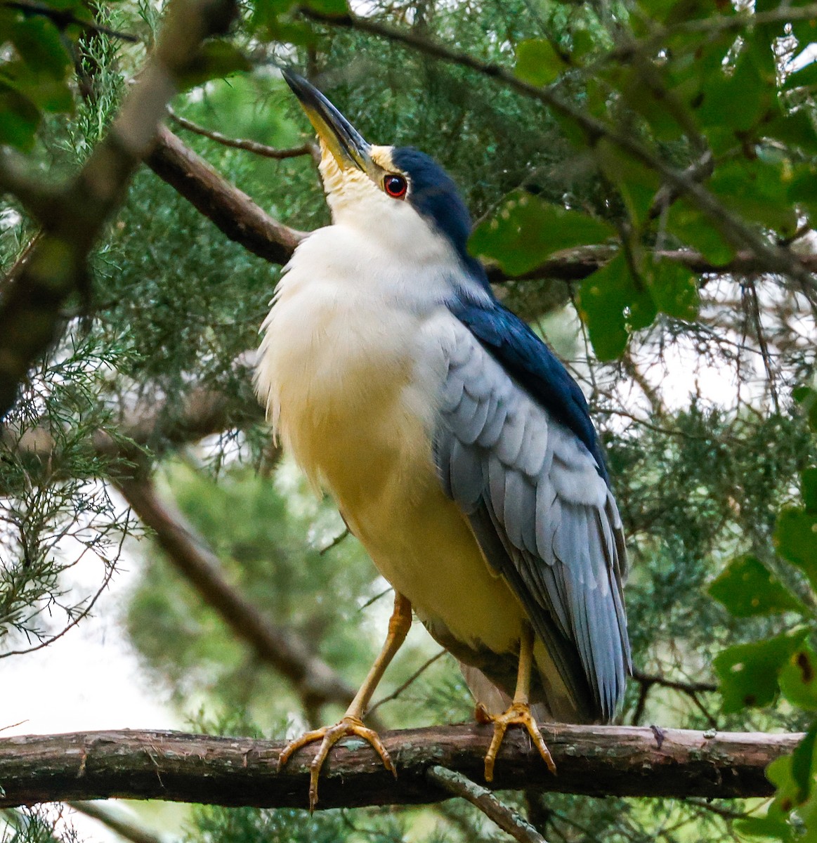 Black-crowned Night Heron - ML624550215