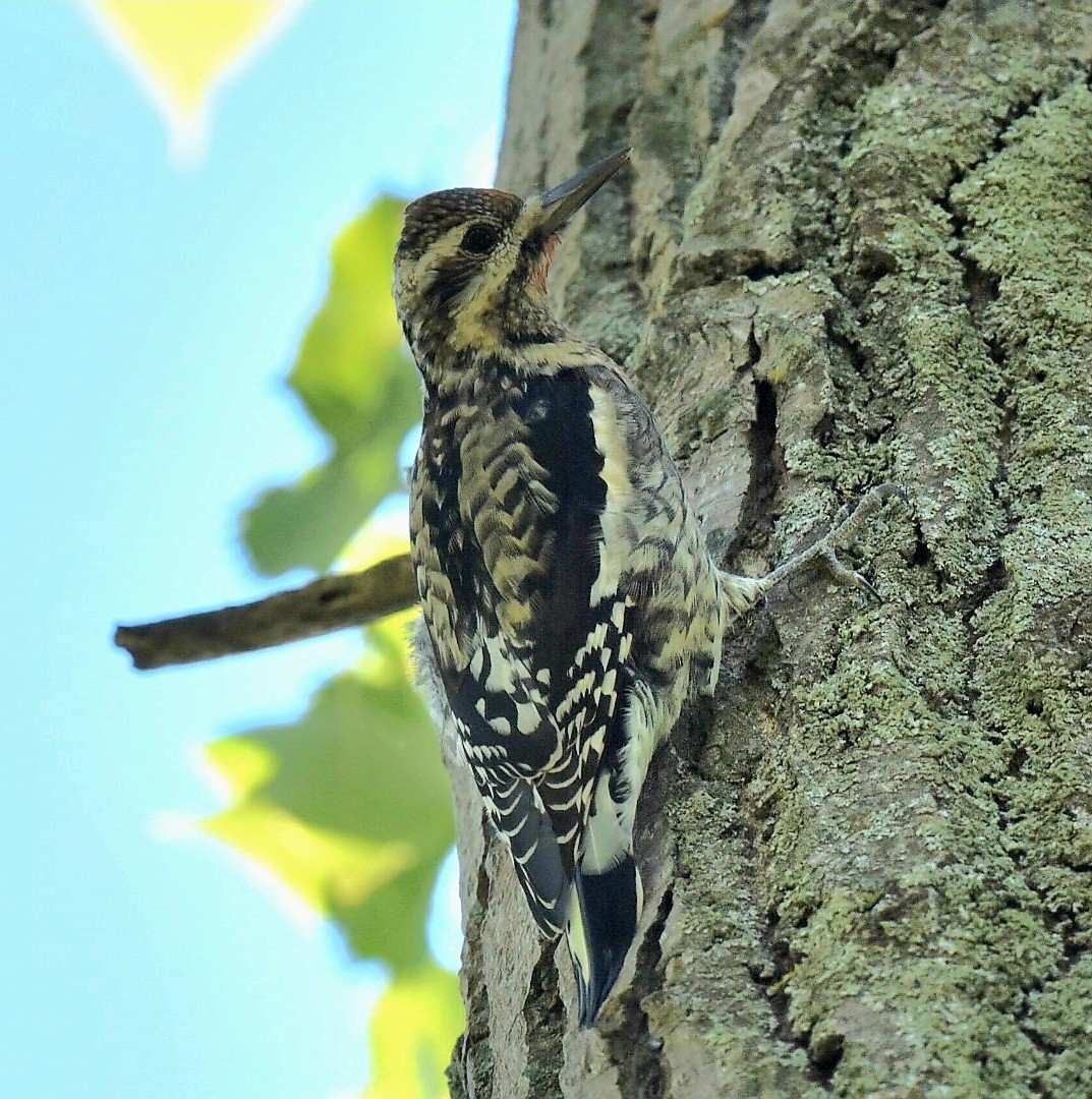 Yellow-bellied Sapsucker - Steve Czyzycki