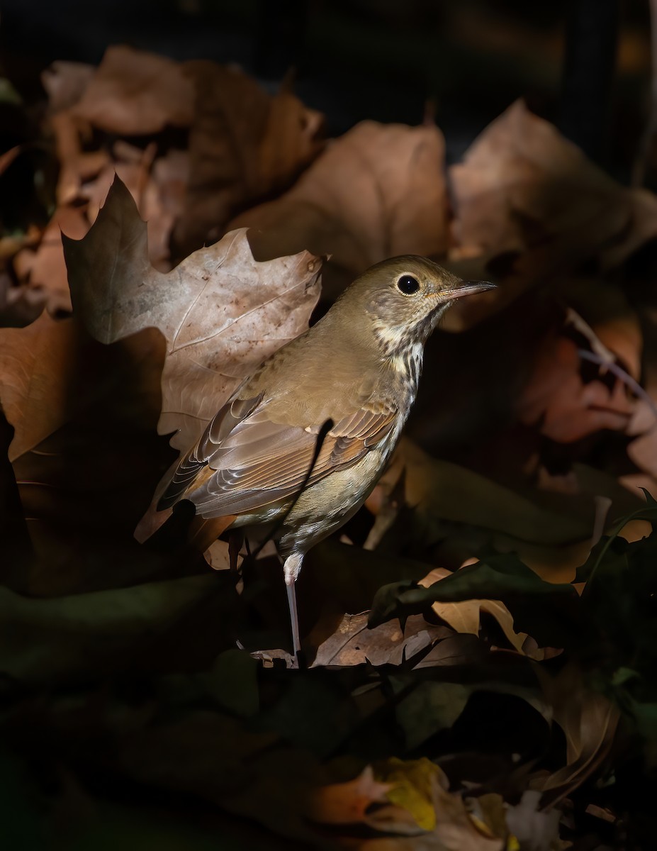 Hermit Thrush - ML624550347