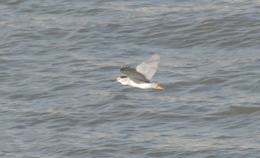 Black-crowned Night Heron - ML624550389