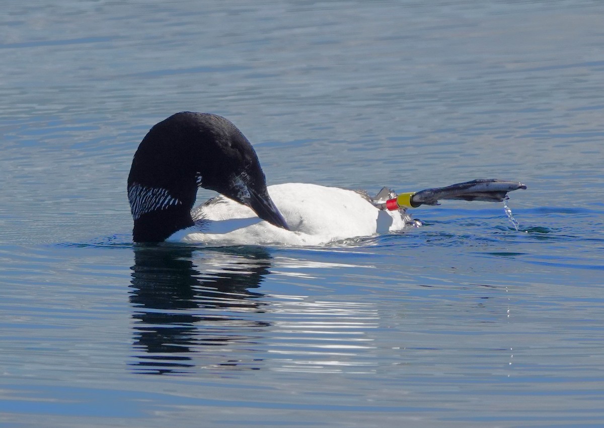 ハシグロアビ - ML624550397