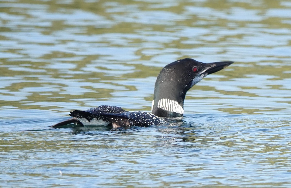 ハシグロアビ - ML624550398