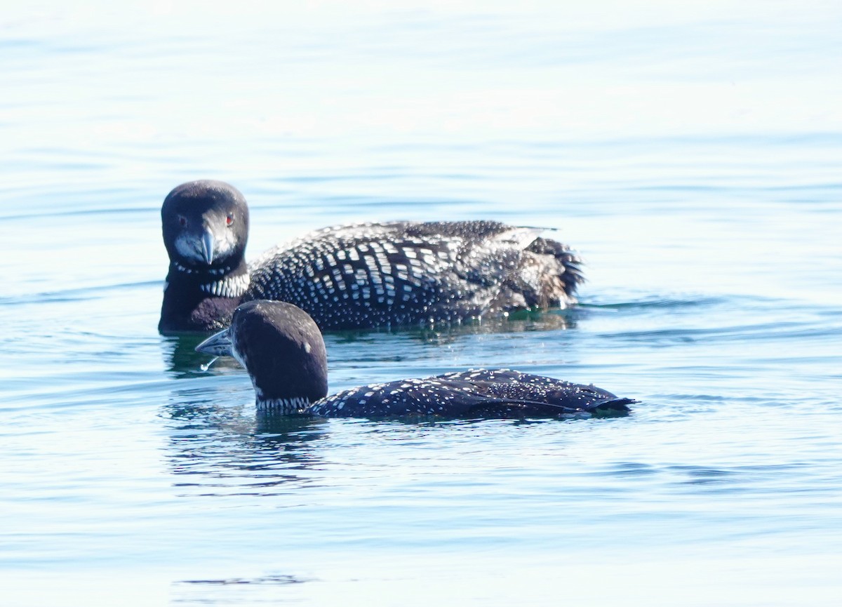 ハシグロアビ - ML624550399