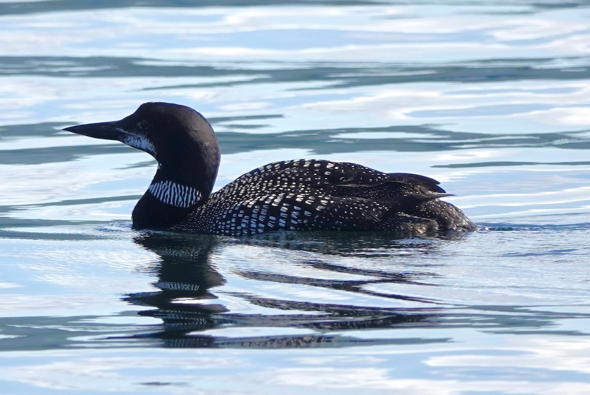 ハシグロアビ - ML624550400