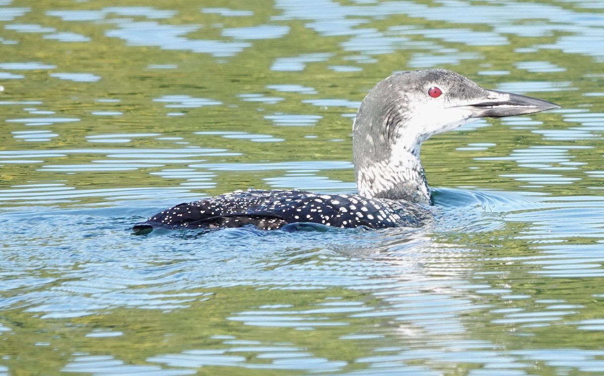 ハシグロアビ - ML624550401