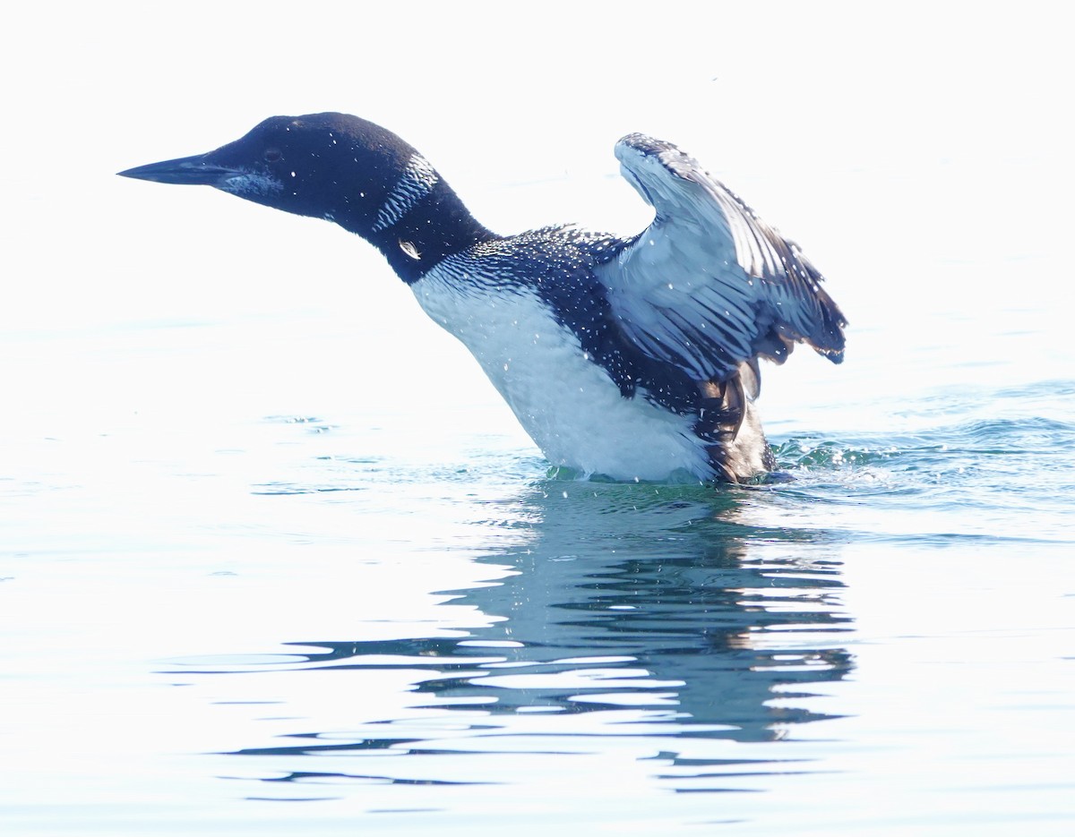 ハシグロアビ - ML624550402