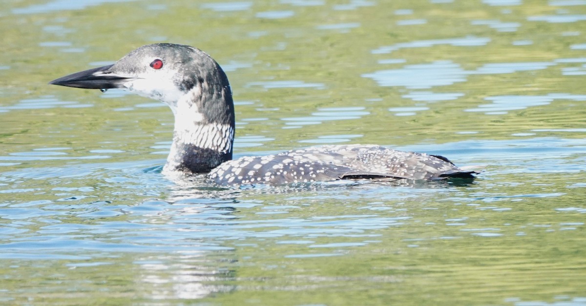 ハシグロアビ - ML624550403