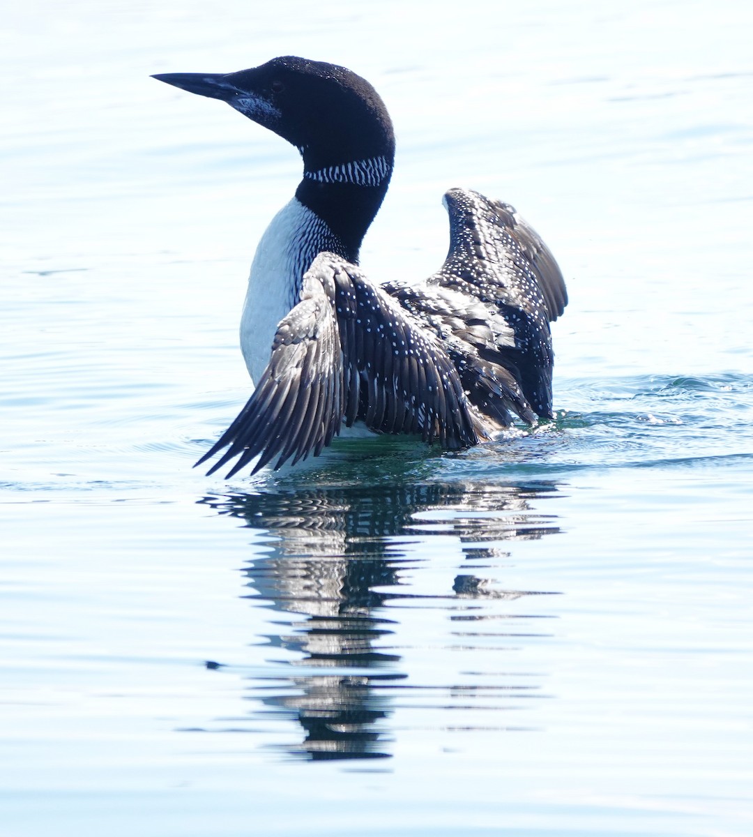 ハシグロアビ - ML624550404