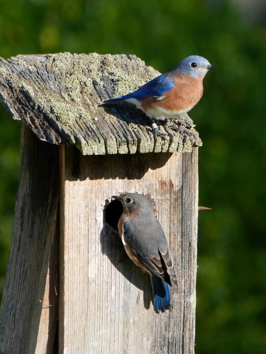 Eastern Bluebird - ML624550425