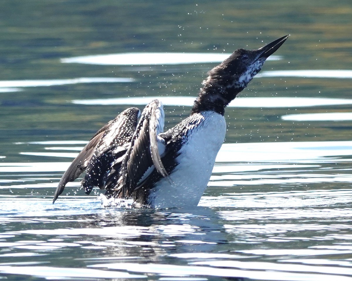 ハシグロアビ - ML624550434