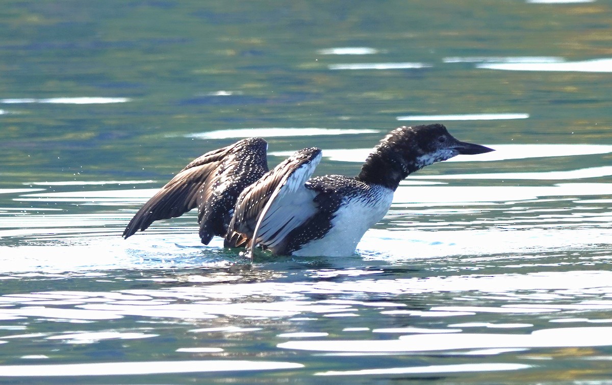 ハシグロアビ - ML624550435