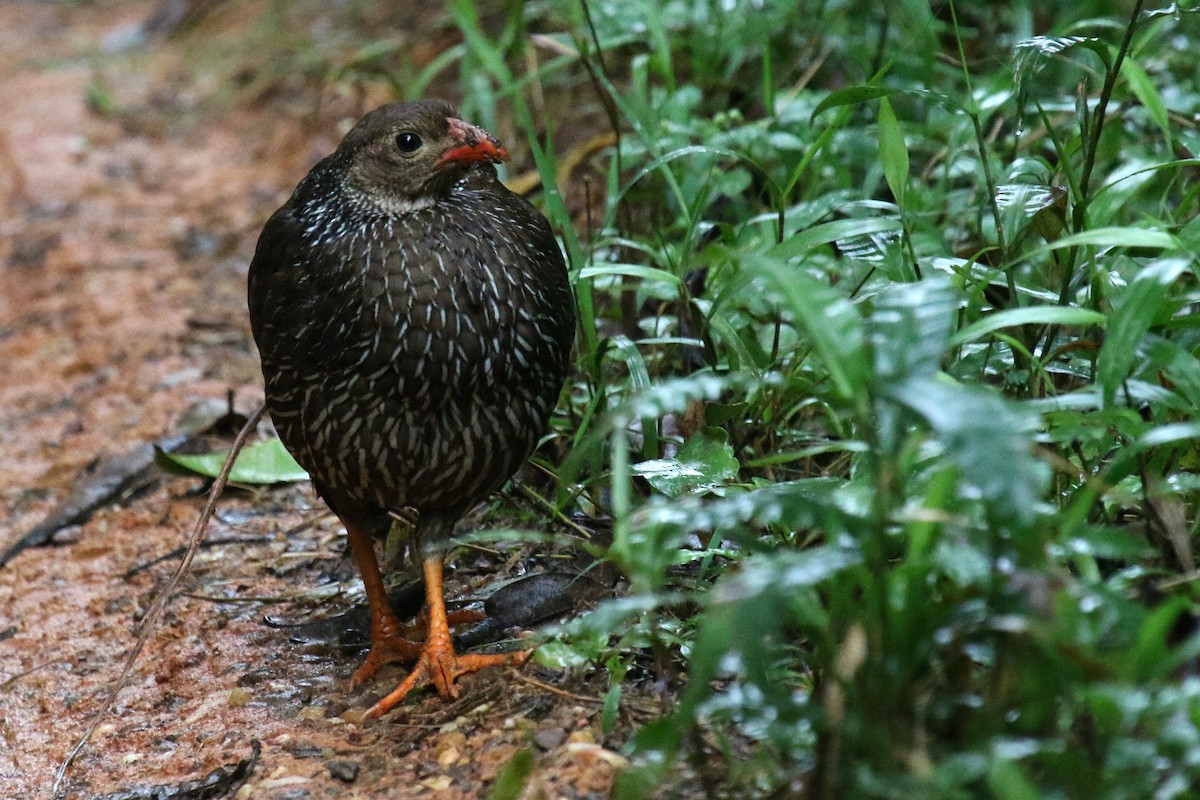 Ahanta Spurfowl - ML624550439