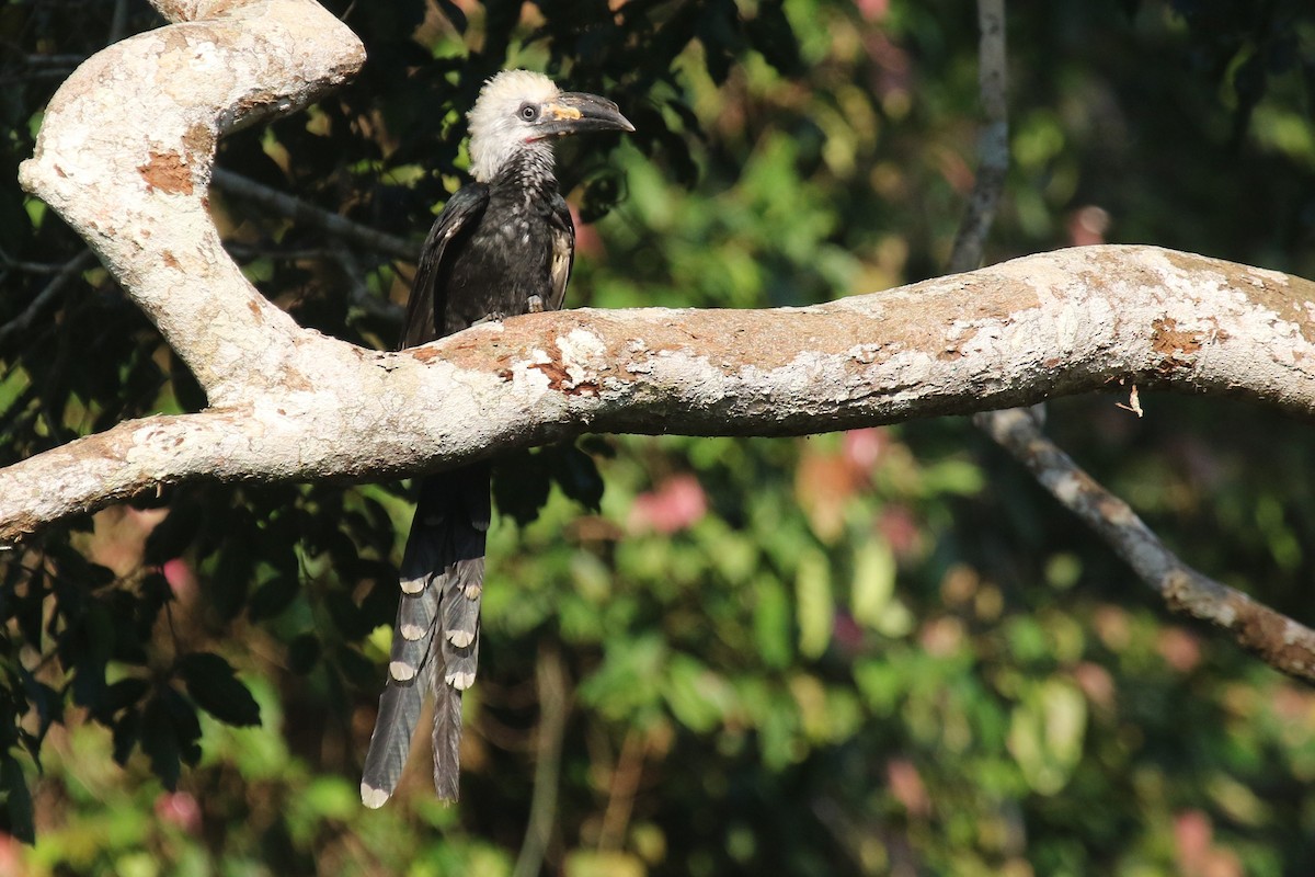 Western Long-tailed Hornbill - ML624550456