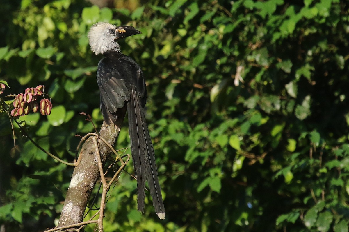 Western Long-tailed Hornbill - ML624550457