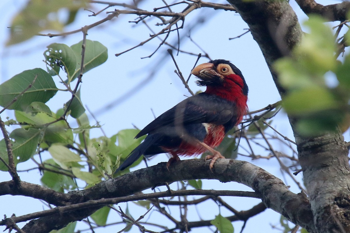 Bearded Barbet - ML624550463