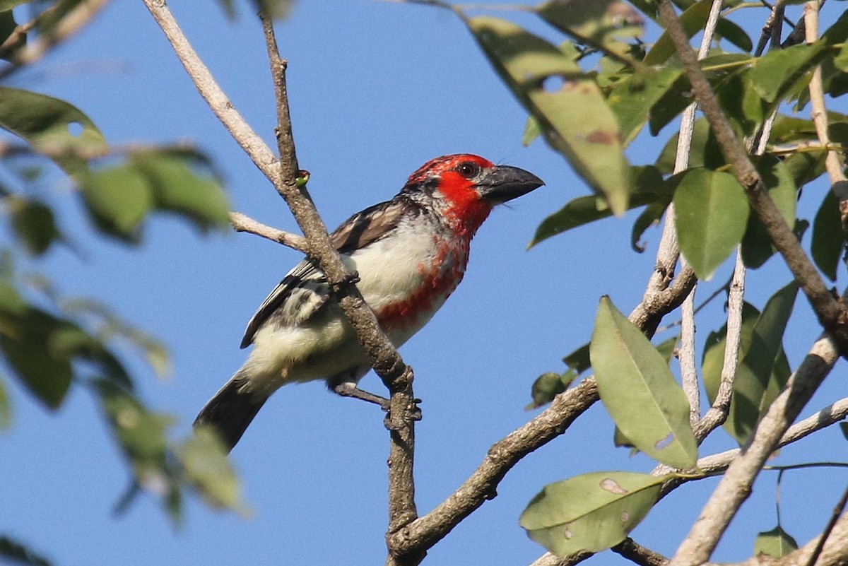 Vieillot's Barbet - ML624550464