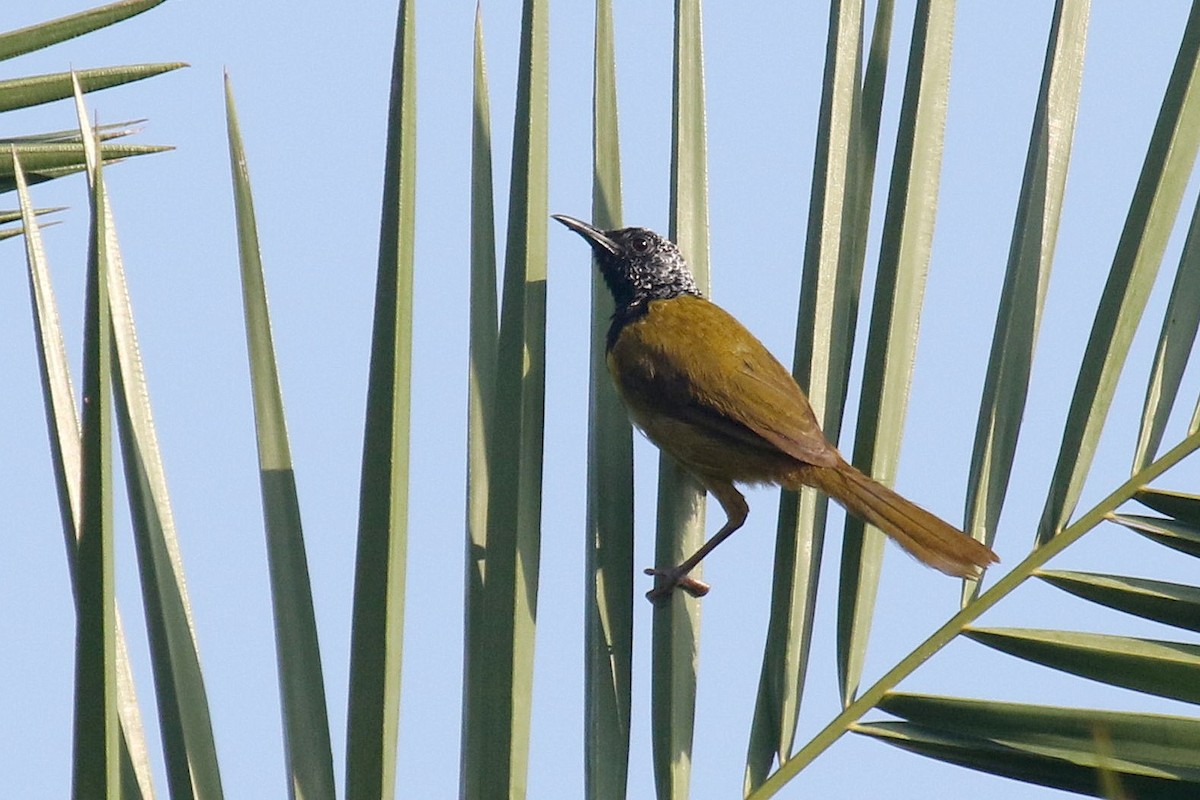 Oriole Warbler - ML624550487