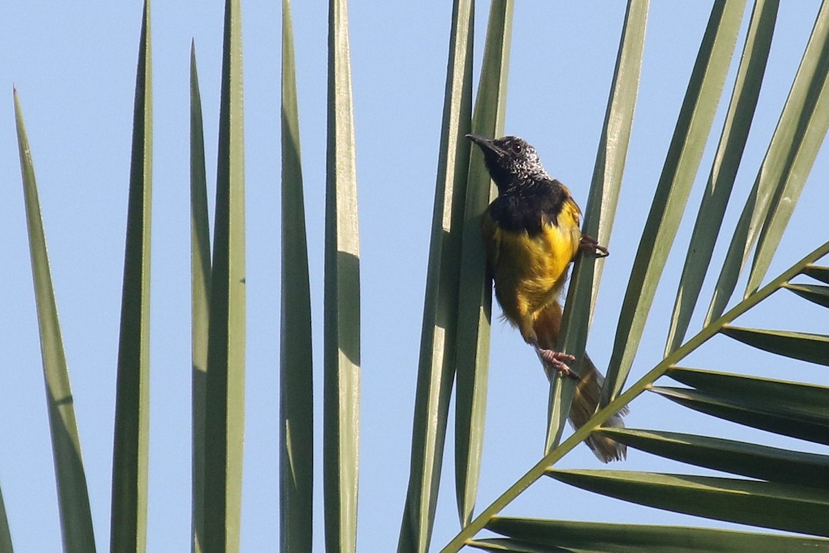 Oriole Warbler - ML624550488