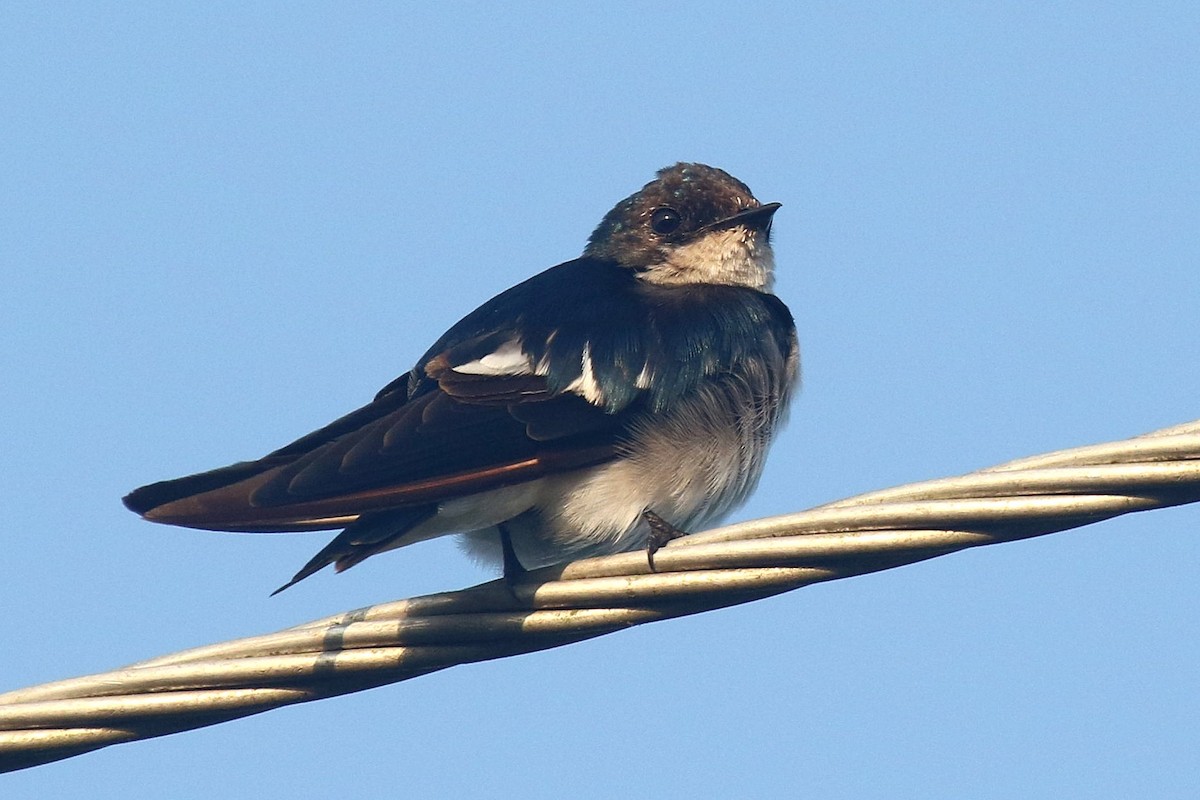 Pied-winged Swallow - ML624550490