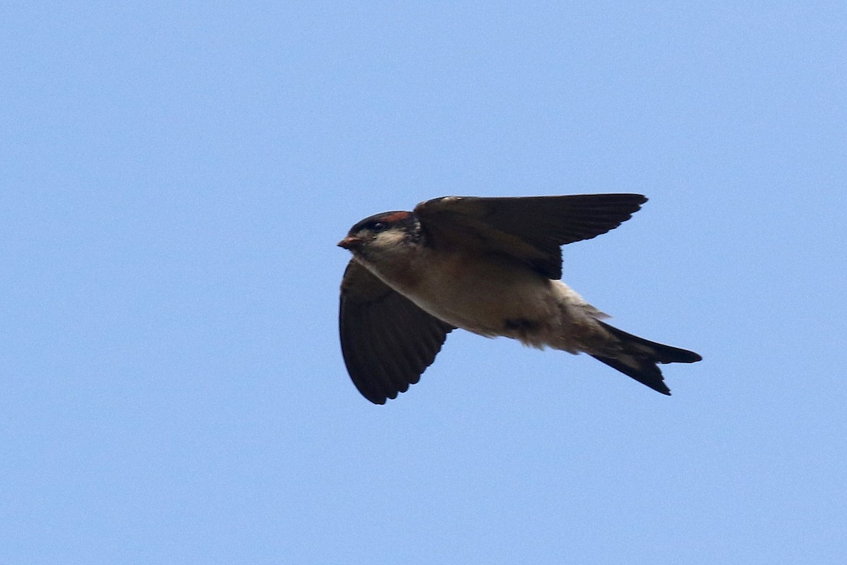 Preuss's Swallow - ML624550496