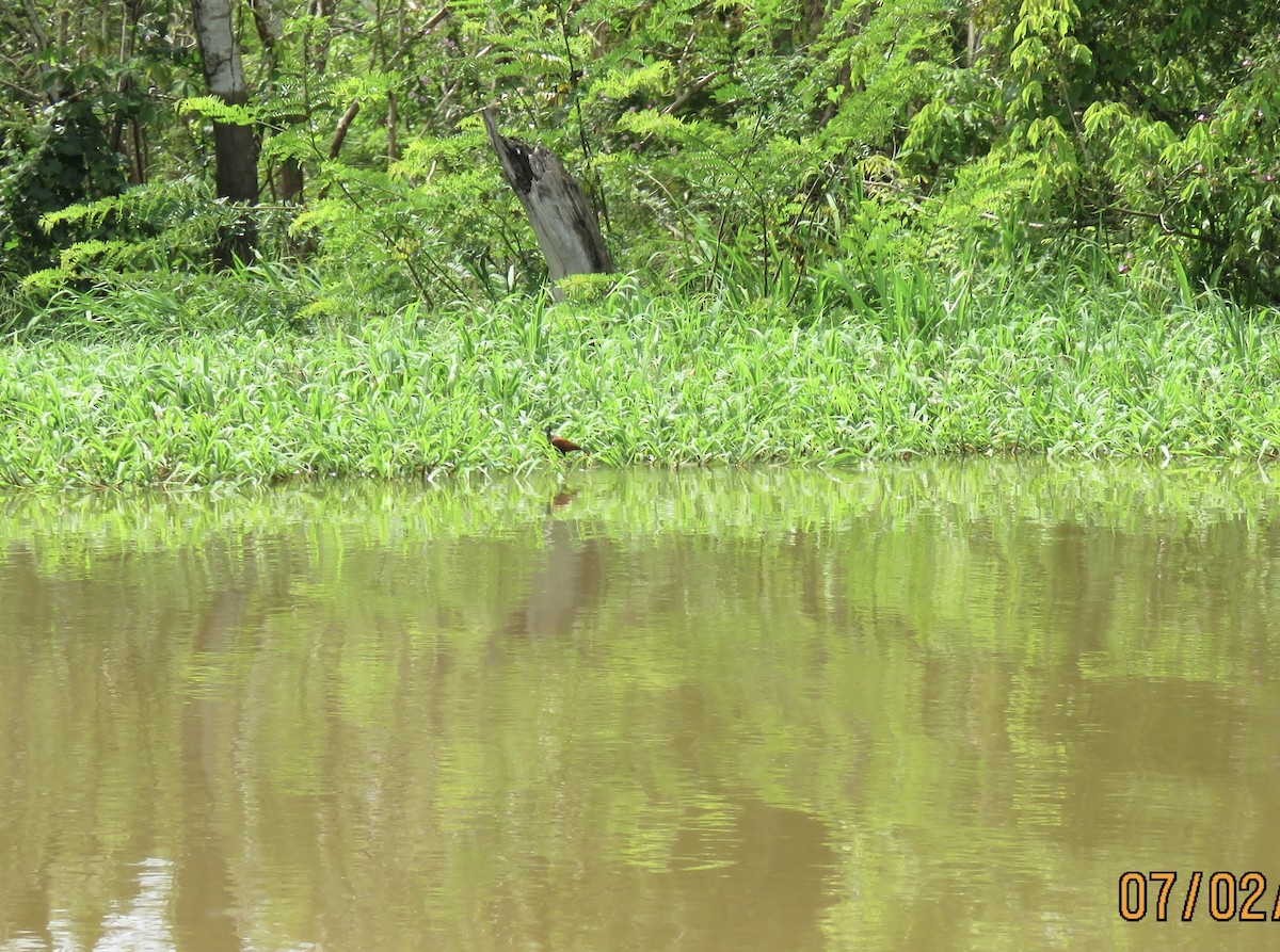 Jacana Suramericana - ML624550500