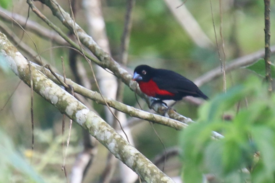 Western Bluebill (Western) - ML624550504