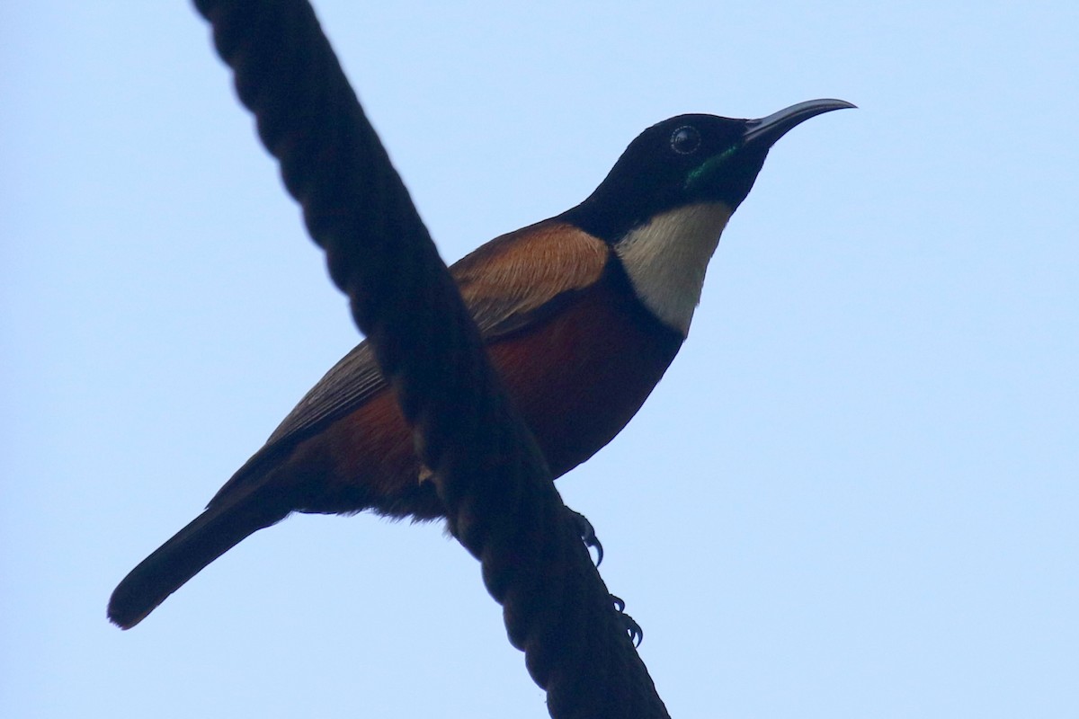 Buff-throated Sunbird - ML624550523