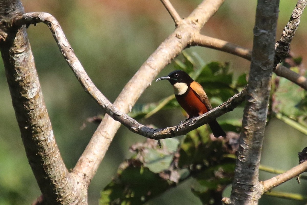 Buff-throated Sunbird - ML624550524