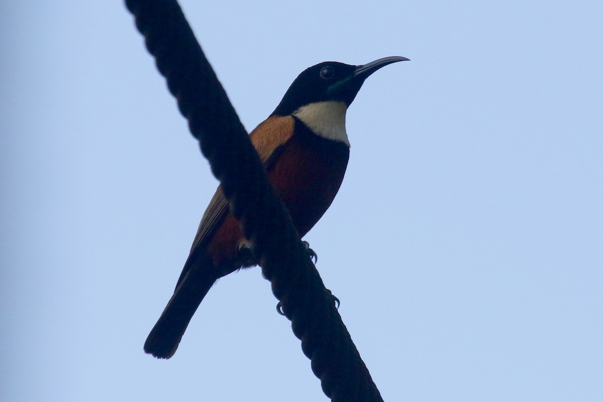 Buff-throated Sunbird - ML624550525