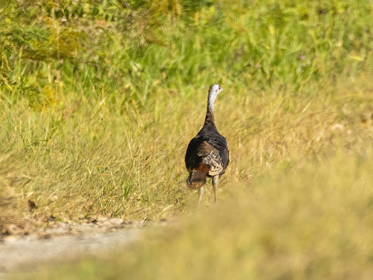 シチメンチョウ - ML624550526