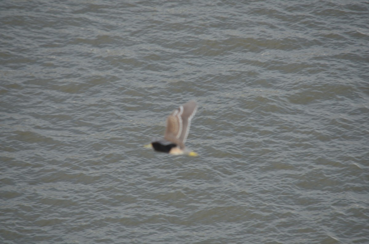 Black-crowned Night Heron - ML624550577