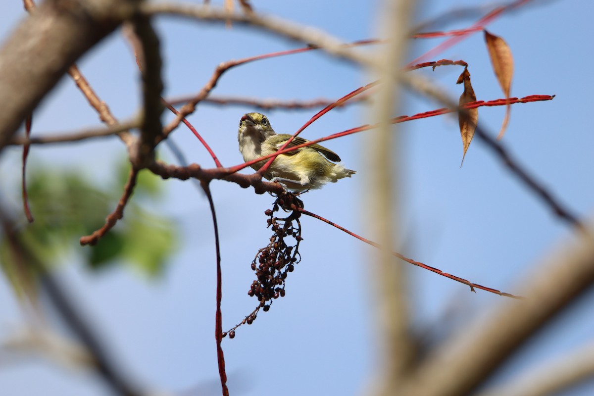 Ak Gözlü Vireo - ML624550638